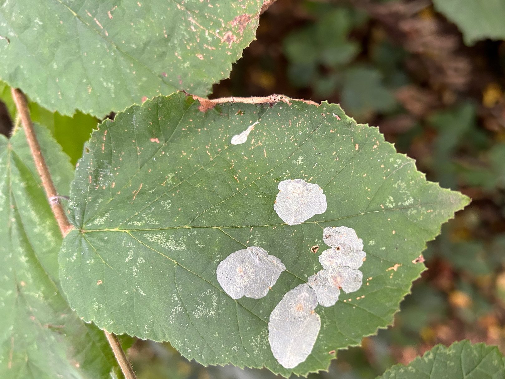 Phyllonorycter coryli - Tony Davison