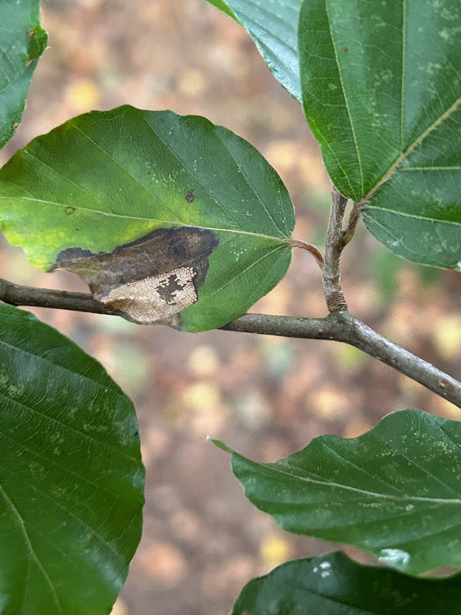 Phyllonorycter messaniella - Tony Davison 