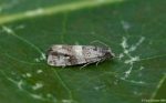 49.183 BF1108 – Thistle Marble (Lobesia abscisana)