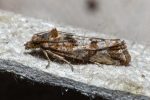 49.185 BF1109 – Shore Marble (Lobesia littoralis)