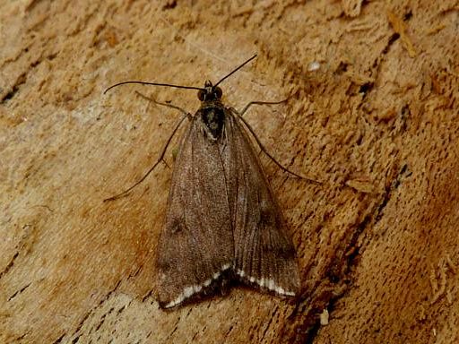 Loxostege sticticalis - Dave Evans