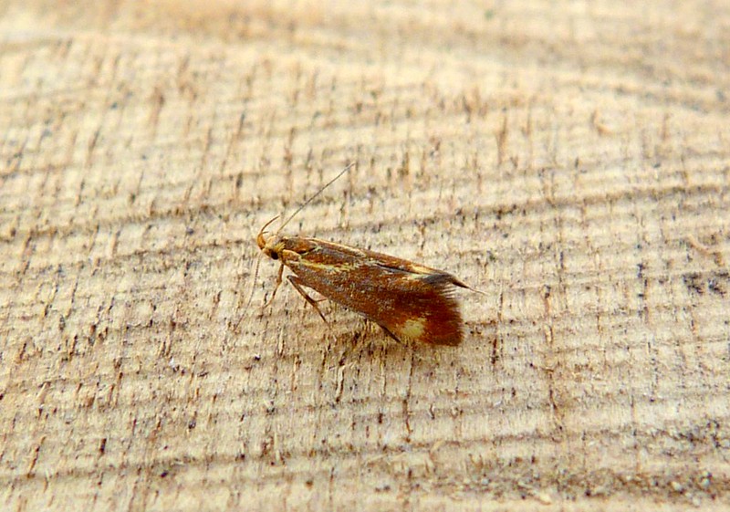 Metalampra italica - Dave Evans