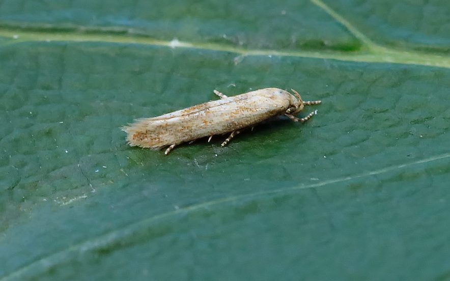 Mompha epilobiella - Tony Davison