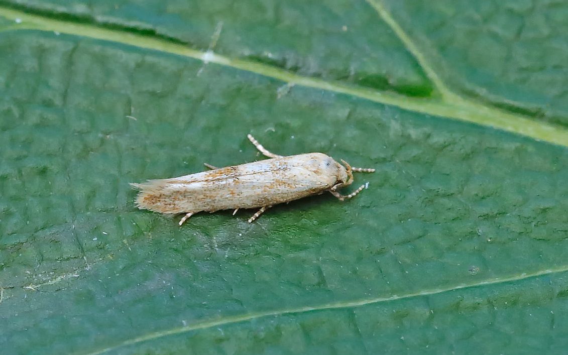 Mompha-epilobiella - Tony Davison