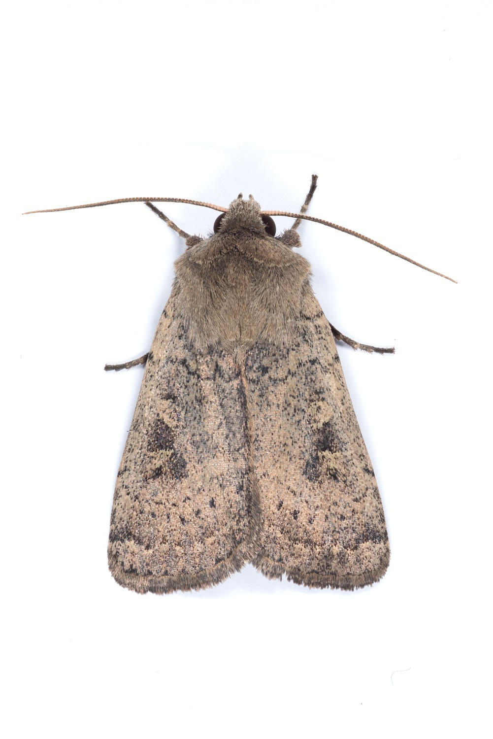 73.092 BF2387 - Mottled Rustic - Noctuidae - Caradrina morpheus