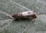 49.292 BF1174 – Black Cloak (Notocelia cynosbatella)