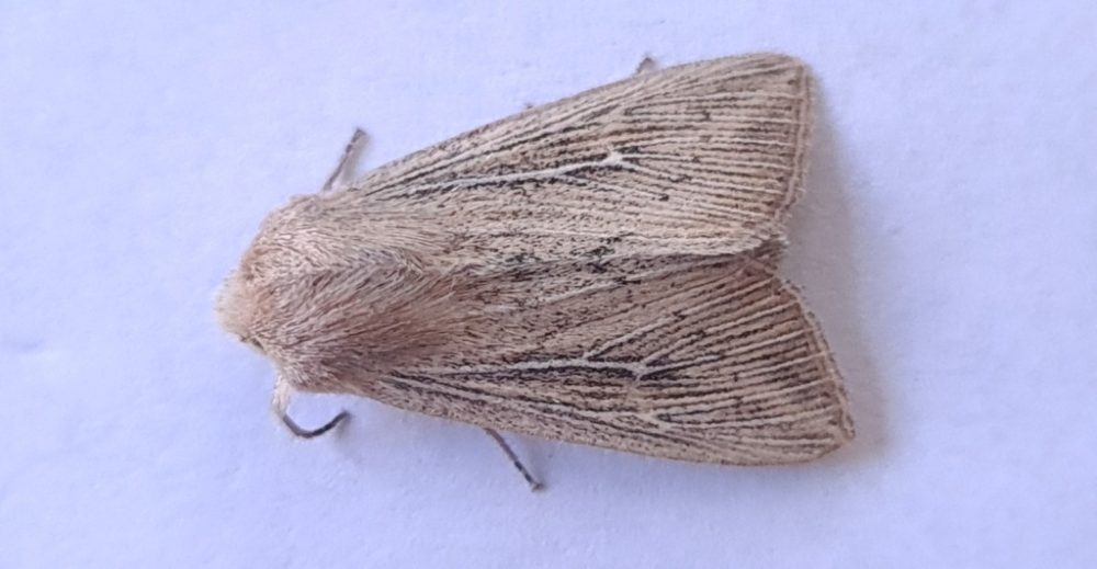 Obscure Wainscot - The late Claire Miles