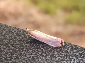 Rosy Knot-horn - Martin Roome