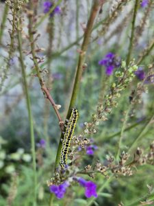 Toadflax Brocade Caterpillar - Emily Milnes