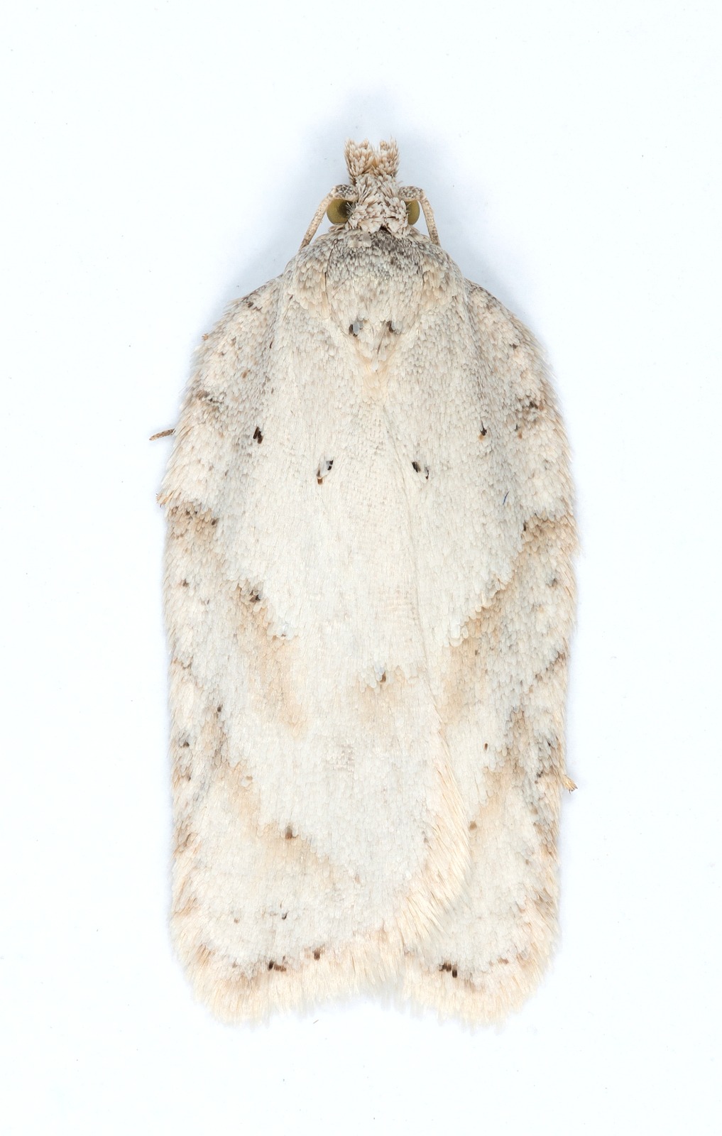 Acleris logiana - Christian Heintzen