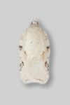 49.086 BF1051 – Pale Birch Tortrix (Acleris logiana)