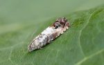 49.367 BF1236 – Acorn Piercer (Pammene fasciana)