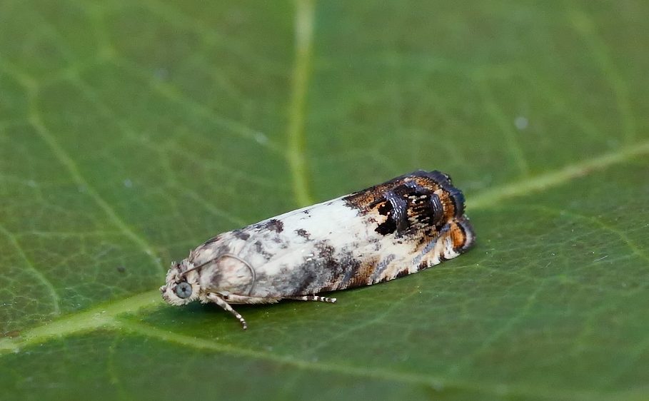 Pammene-fasciana - Tony Davison