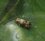 49.180 BF1079 – Pine Marble (Piniphila bifasciana)