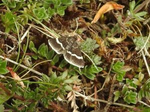 Pyrausta cingulata - Steve Orridge
