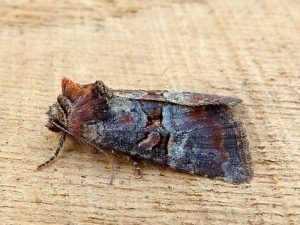 73.171 BF2342Rosy MinorLitoligia literosa
