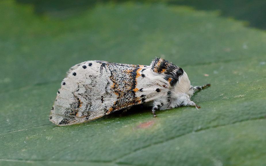 Sallow Kitten - Tony Davison