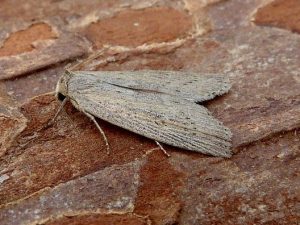 Silky Wainscot - Dave Evans