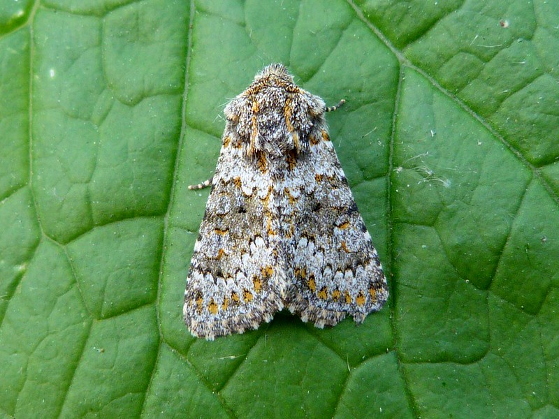 Small Ranunculus - Dave Evans