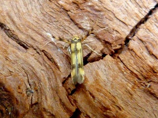 Stathmopoda pedella - Dave Evans