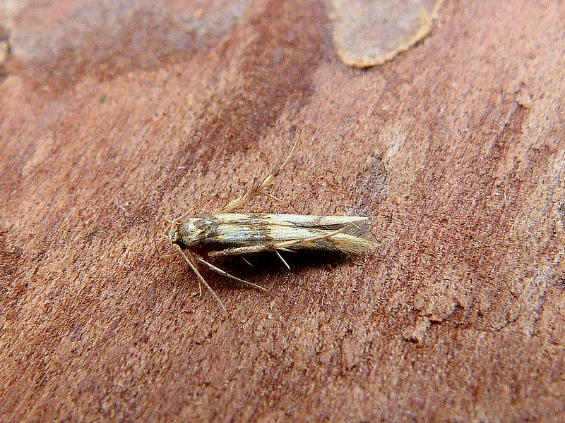 Stathmopoda pedella - Dave Evans