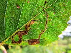 Stigmella-confusella - Dave Evans