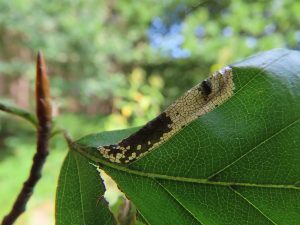 Stigmella confusella - Dave Evans