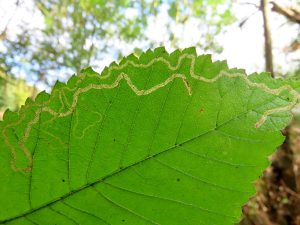 Stigmella lemniscella - Dave Evans
