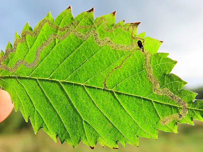 Stigmella-lemniscella - Leaf Mine - Dave Evans
