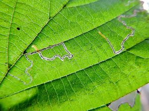 Stigmella microtheriella (tenanted) - Leaf Mine - Dave Evans
