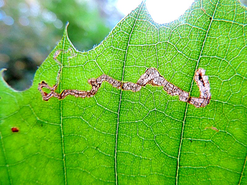 Stigmella samiatella - Leaf Mine - Dave Evans