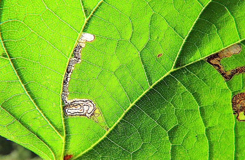 Stigmella tiliae - Leaf Mine - Dave Evans