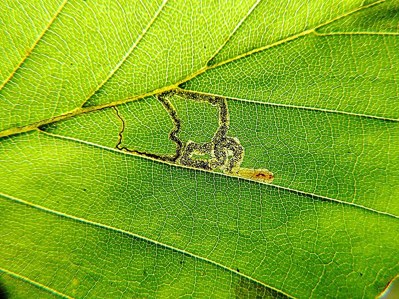 Stigmella tityrella - Leaf Mine - Dave Evans
