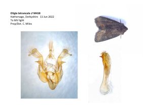 Tawny Marbled Minor - The late Claire Miles