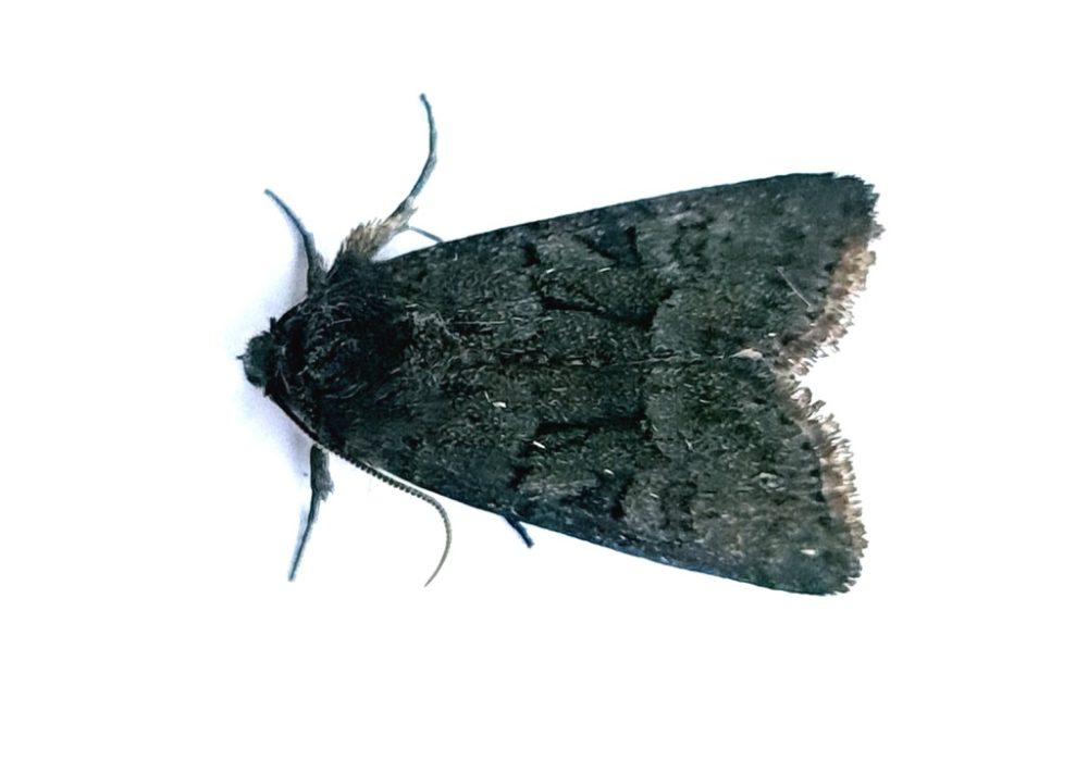 Tawny Marbled Minor - The late Claire Miles