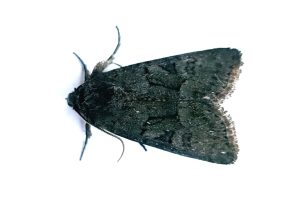 Tawny Marbled Minor - The late Claire Miles