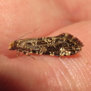 12.012 BF224Triaxomera parasitellaBrindled Fungus Moth