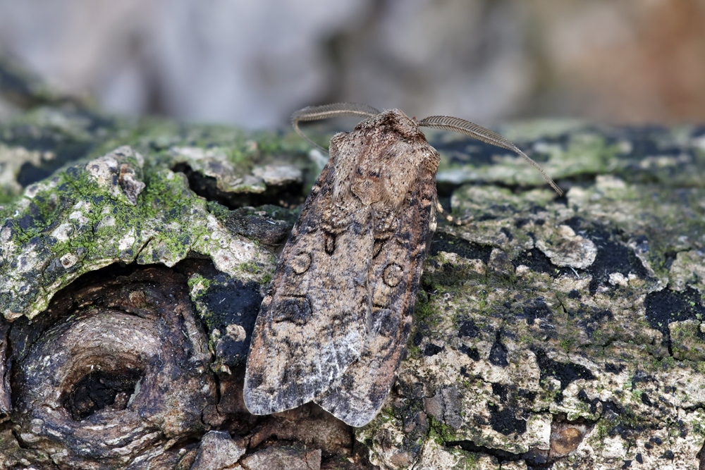 Turnip Moth - Noctuidae - Agrotis segetum