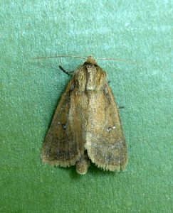 73.139 BF2370 - Twin-spotted Wainscot - Noctuidae - Lenisa geminipuncta