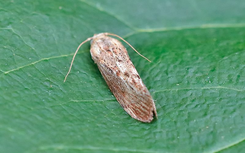 Galleria mellonella - Wax Moth - Tony Davison