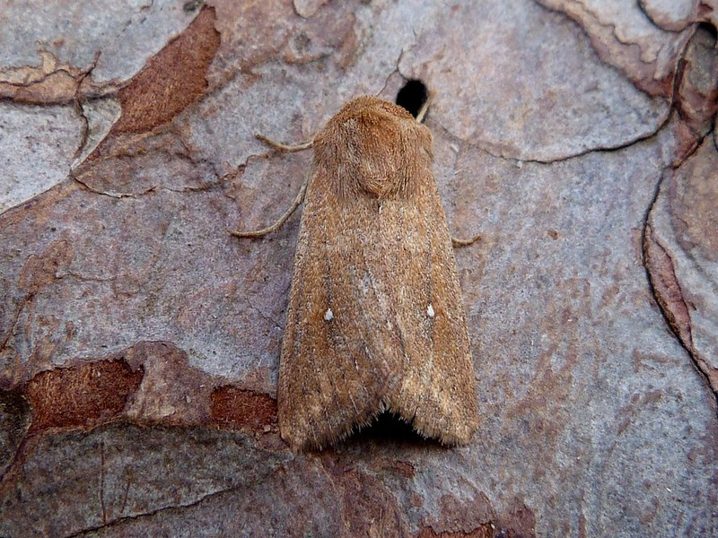 73.297 BF2194 - White-point - Noctuidae - Mythimna albipuncta