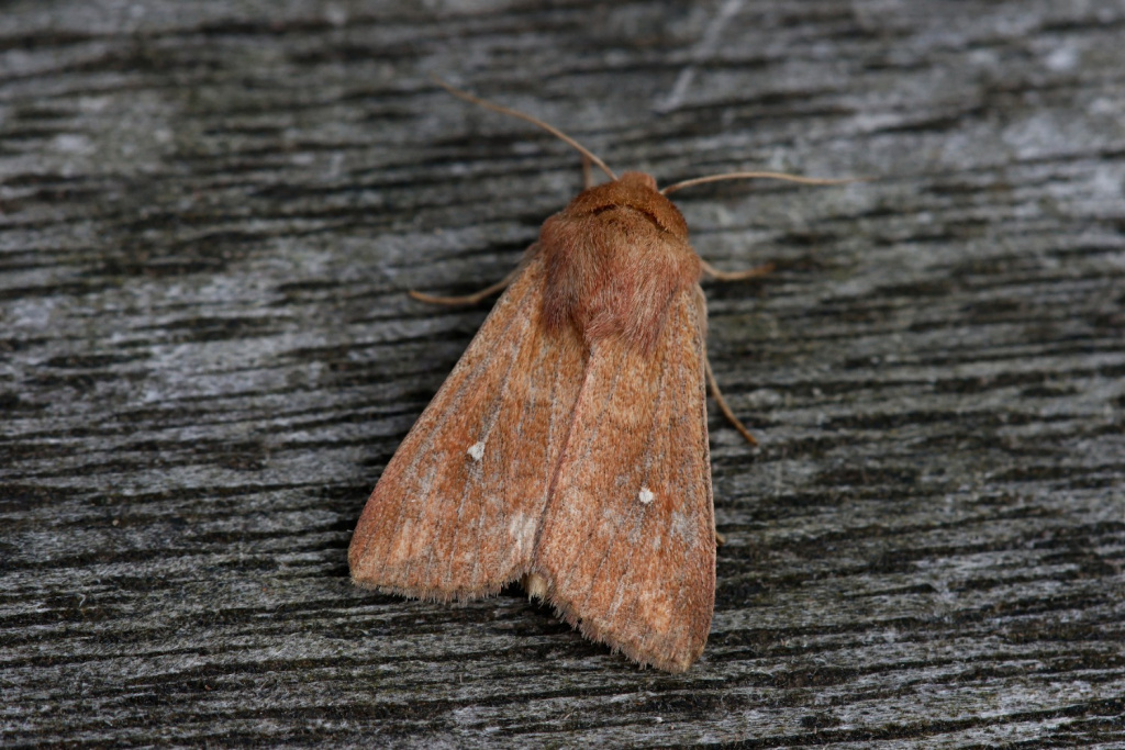 White-point - Martin Roome