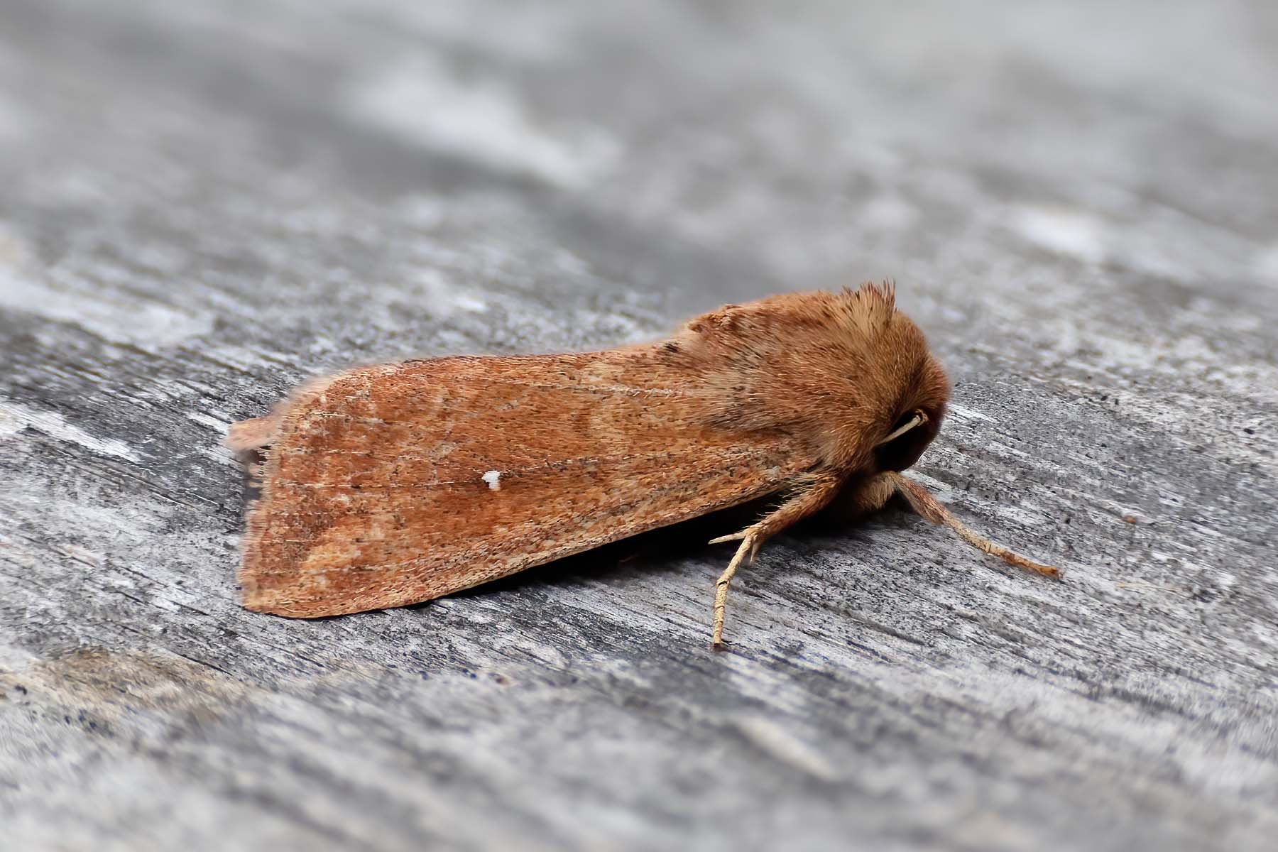 73.297 BF2194 - White-point - Noctuidae - Mythimna albipuncta