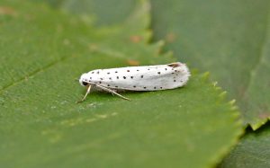 Willow-Ermine - Tony Davison