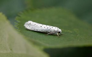 Willow-Ermine - Tony Davison
