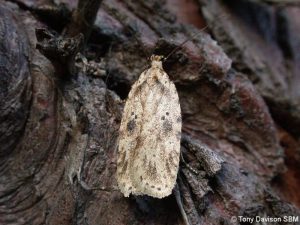 32.017 BF697Agonopterix arenellaBrindled Buff