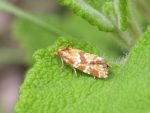 49.114  BF941 – Lesser Marbled Straw (Aethes hartmanniana)