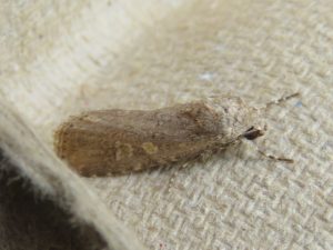 Small Mottled Willow - Stephen Moores