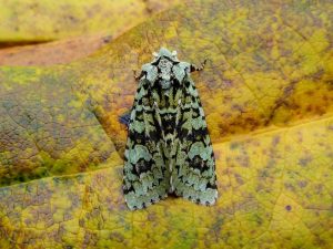 Merveille-du-Jour - Dave Evans