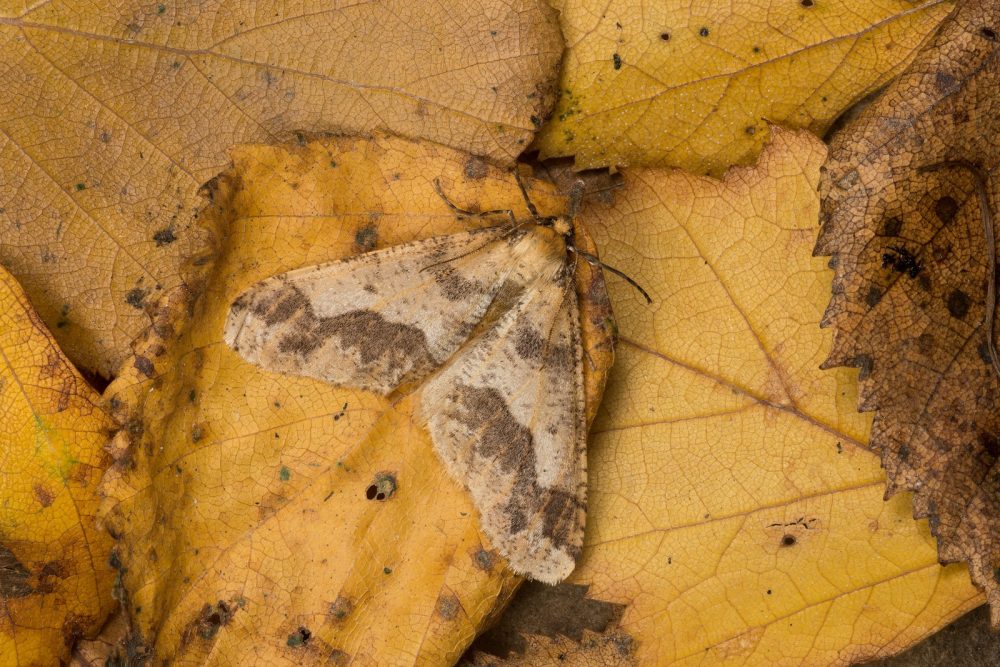 70.256 BF1935 - Mottled Umber - Geometridae - Erannis defoliaria